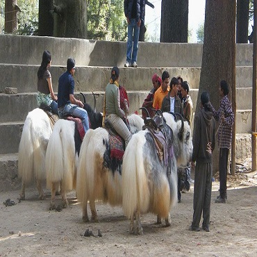 Manali Luxury Bus Tour