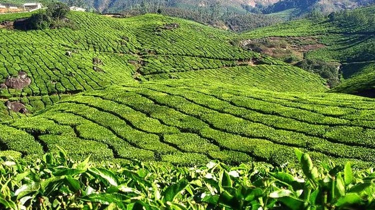 Kerala Tours